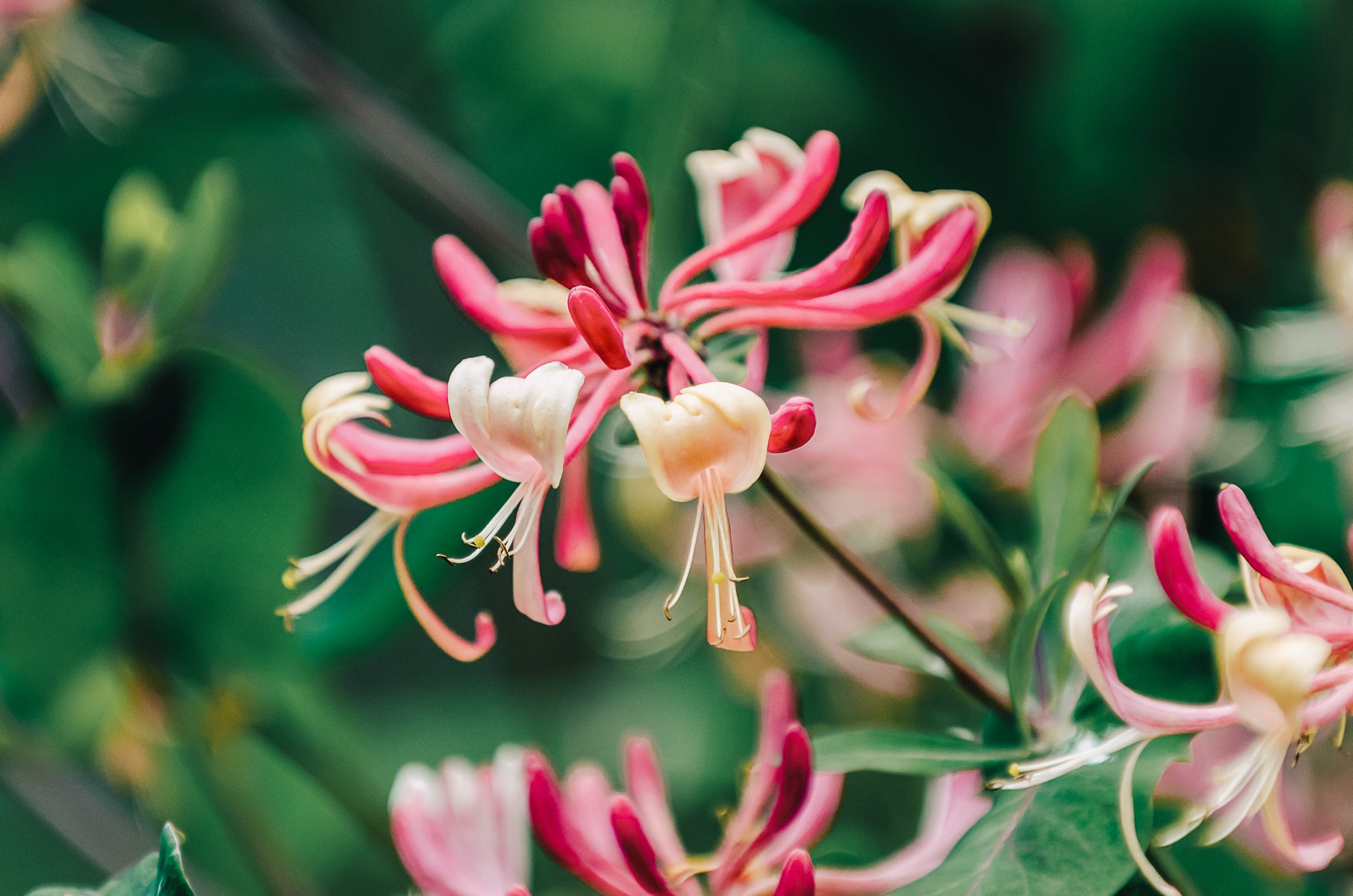 Honeysuckle flowers