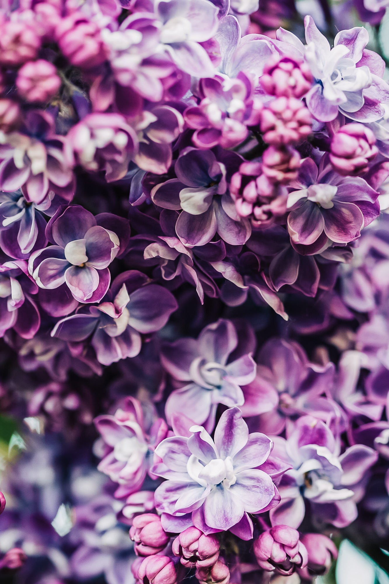 Lilac flowers