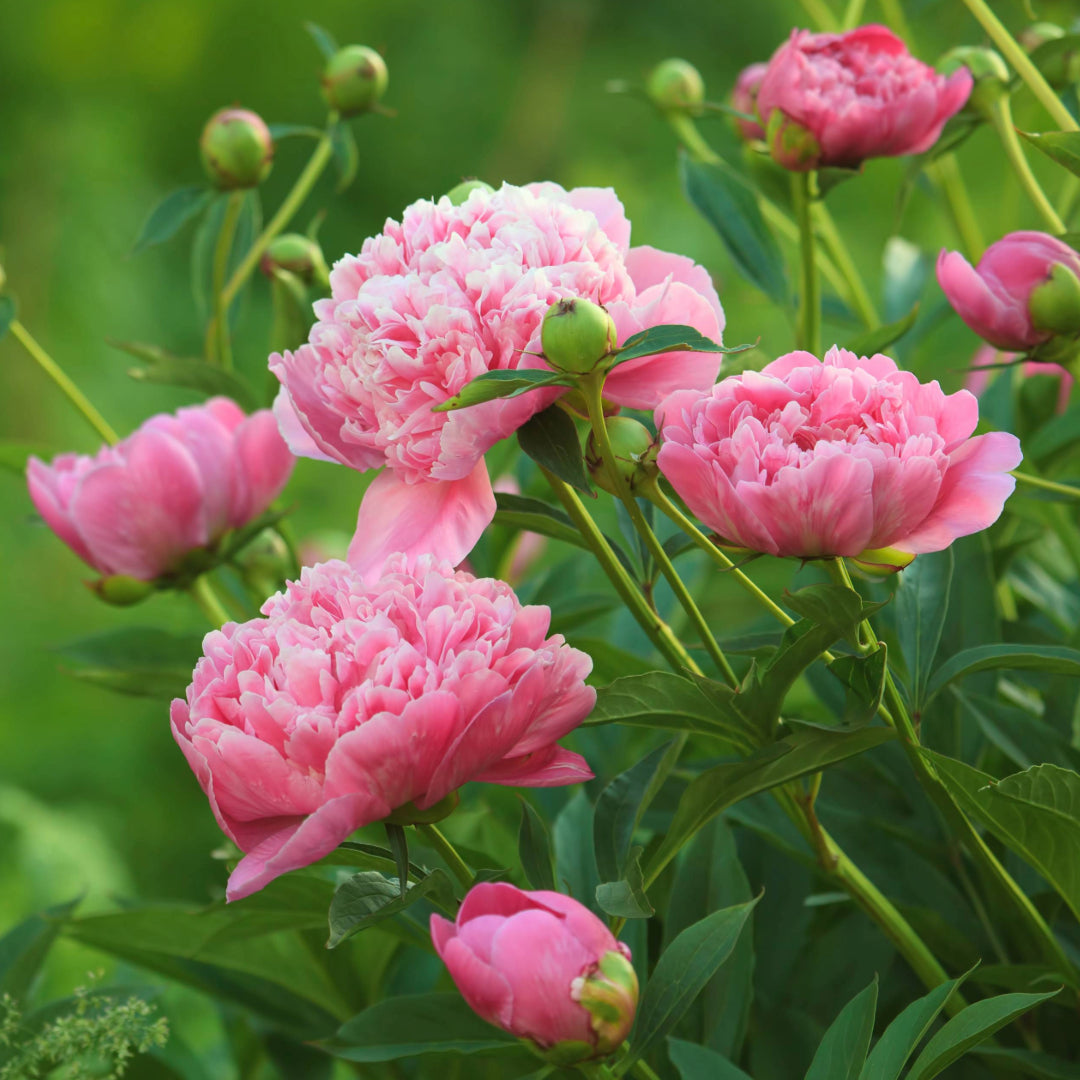 Peonies